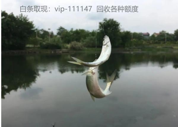野钓，刷白条‘’最快的方法，随随便便5-8斤鱼获，轻松到户。