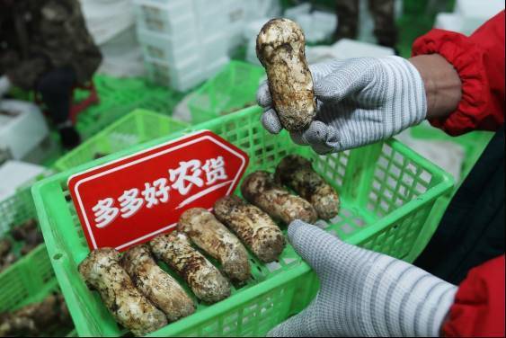 香格里拉的松茸“猎人” 第7张