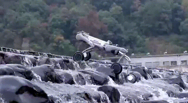 这只狗,火爆全球!马斯克也点赞! 第3张 这只狗,火爆全球!马斯克也点赞! 第3张