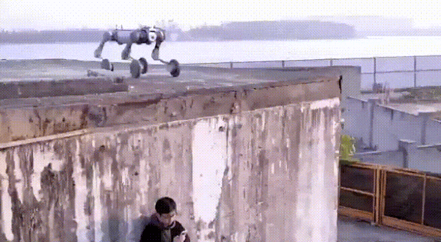 这只狗,火爆全球!马斯克也点赞! 第4张 这只狗,火爆全球!马斯克也点赞! 第4张