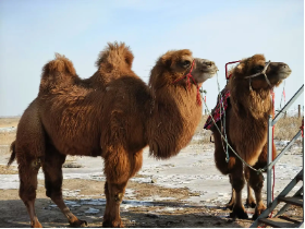 申万宏源研究春节见闻丨唤醒“西口”记忆,铸就文旅新篇——魅力包头等你来 第10张 申万宏源研究春节见闻丨唤醒“西口”记忆,铸就文旅新篇——魅力包头等你来 第10张